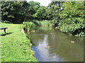 No boats, please; ducks only on this canal