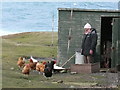 NG7391 : Chickens at Rubha Rèidh Lighthouse by Susannah Muldoon