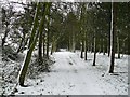 Winter Bridlepath, Brook End.