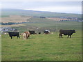 HY4509 : Cows in field on A961, by Highland Park Distillery by Nick Mutton 01329 000000