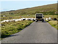 Sheep drive on the Shieldaig road