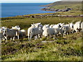 Sheep at  Callakille