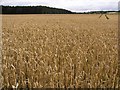 Ripening Wheat at Dunecht