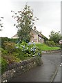 Hydrangea and Rowan, Old Doune Road