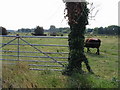 Looking E over grazing land at Hacklinge