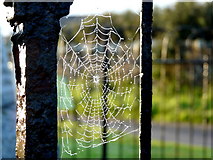 NH9184 : Spider's web by sylvia duckworth