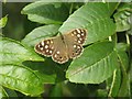 Speckled Wood butterfly [Pararge aegeria]