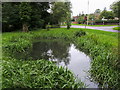 Pond at Potter