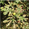 Horse Chestnut with leaf miner damage