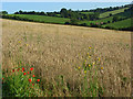 Farmland, Saunderton