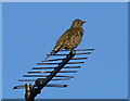 Mistle Thrush