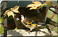 Goldfinch at feeder