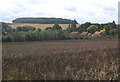 Field of beans by Finborough Road west of Stowmarket