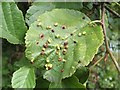 Leaf galls on common alder