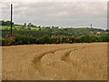 Barley field near Hafod, Clydau