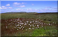 SD6879 : Cotton grass on summit of Gragareth by Tom Richardson