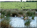 Gulls Nesting