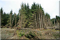 Forestry edge by a quarry