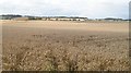 NT1469 : Wheat fields, Addiston by Richard Webb
