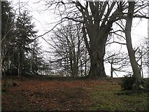 SO4971 : Border oak by Richard Webb