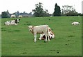 Field of cows near Hinckley Fields Farm