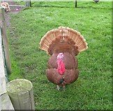 SE3532 : Bourbon Red Turkey - Home Farm, Temple Newsam by Betty Longbottom