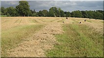 NT1168 : Harvested field, Linburn by Richard Webb