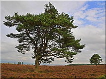 NN8712 : Moorland and Scots Pines by Dr Richard Murray