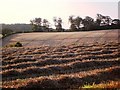 Cut field, off Kennels road, looking south