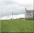 Grazing sheep at Pen-y-bryn