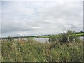 View east across the overgrown vegetation along the lake shore