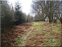SO4872 : Forest edge path, Haye Park by Richard Webb