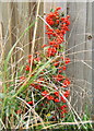 Little shrub with lots of berries