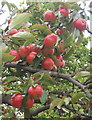 Apples overhanging the road near Henley school