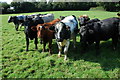 Cattle in a field at Wellington Heath