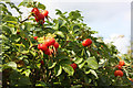 Rosehips in the hedge