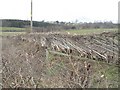 Hedge laying, Lower Wood Farm