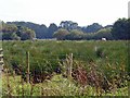 Boggy pasture with horses: Penlon, Blaenporth