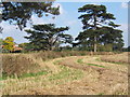 Field and trees near Offton Place