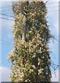 TM0848 : Telegraph pole smothered with Russian Vine by Andrew Hill