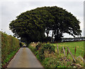 Clump of beech trees at edge of road