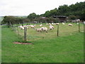 Small field of sheep at the end of Westfield Lane