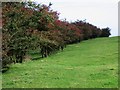 Row of hawthorn bushes on the Elham Valley Way