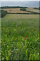 Farmland at Clarendon Palace