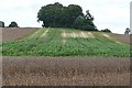 Crops at Buckholt Farm