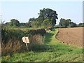 Footpath junction in fields east of Shimpling Street