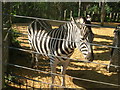 Zebra at London Zoo