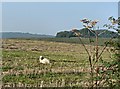 A sheep in stubble near Llanharry