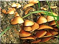J6053 : Fungi, Corrog Wood by Rossographer