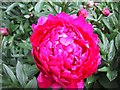 Peony in Priorwood Garden